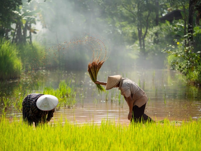 Vietnam Wet Rice Farmer