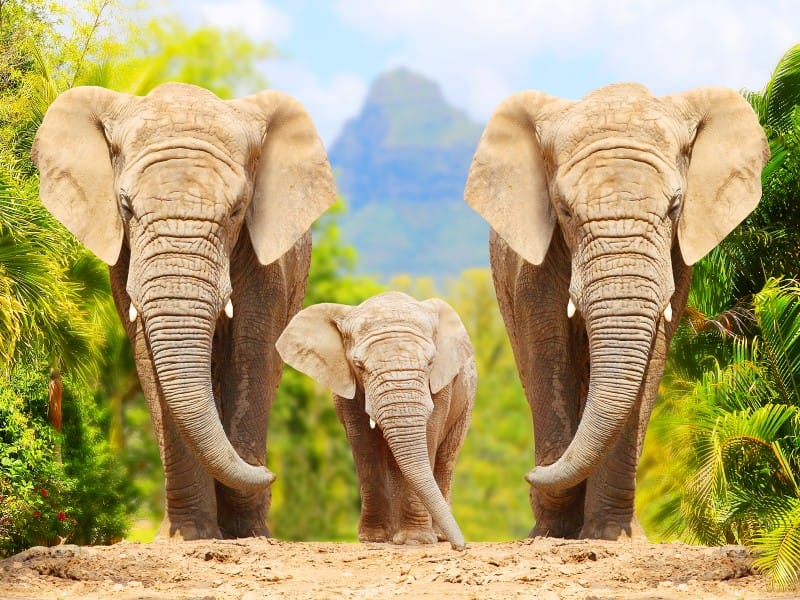 Elefanten in Südafrika