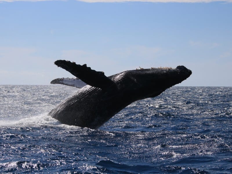 Mexiko – Baja California Sur