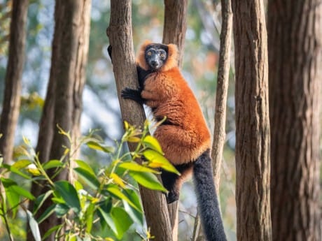 Madagaskar Norden 2026