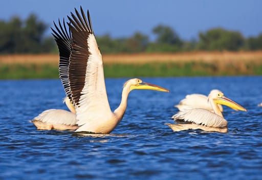 Verlängerung im Donaudelta 2026